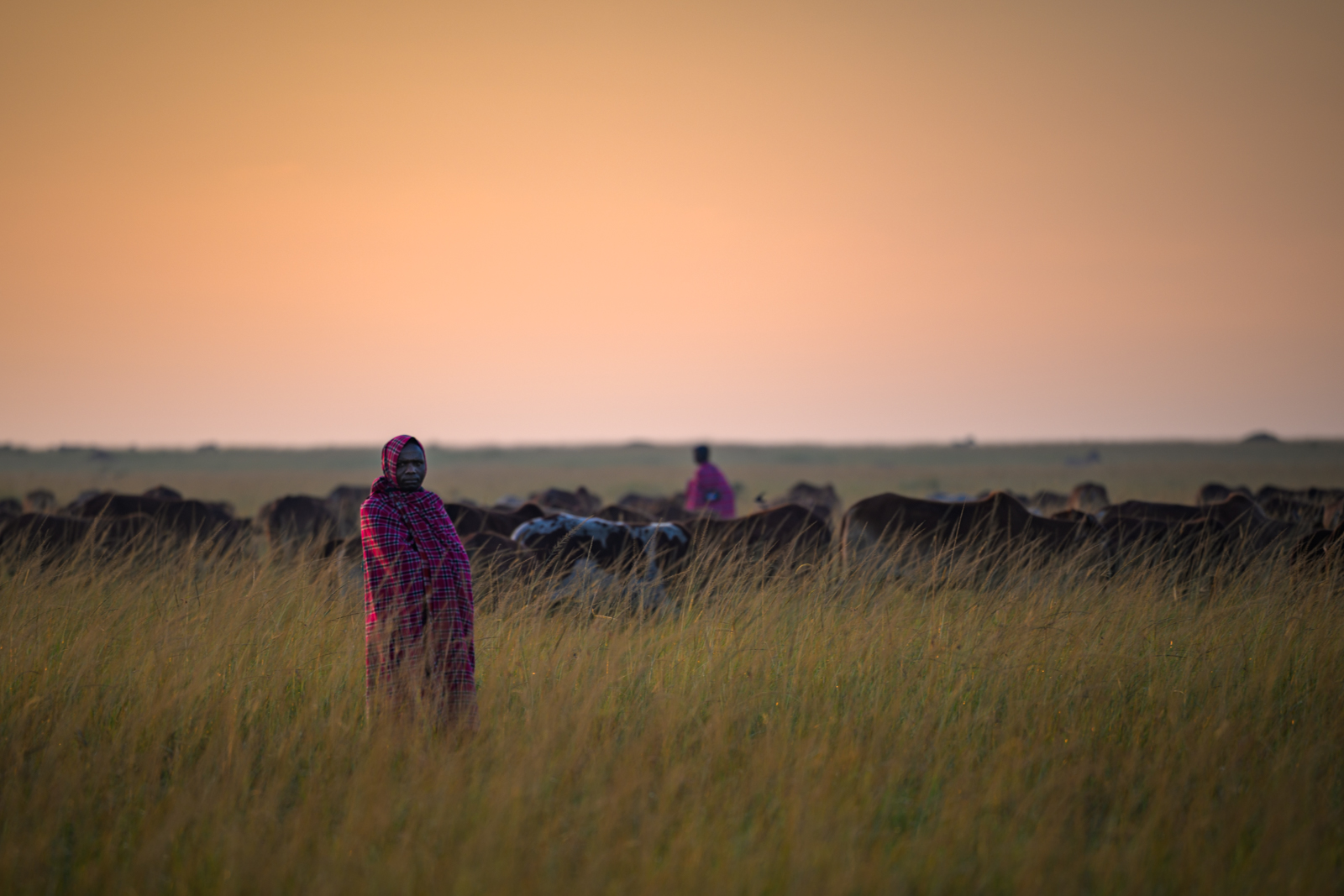 Maasai Cattle Herders, Kenya