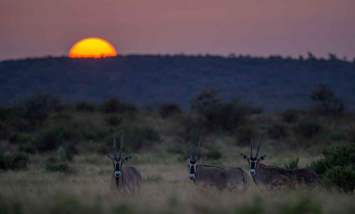 Beisa Oryx, Kenya
