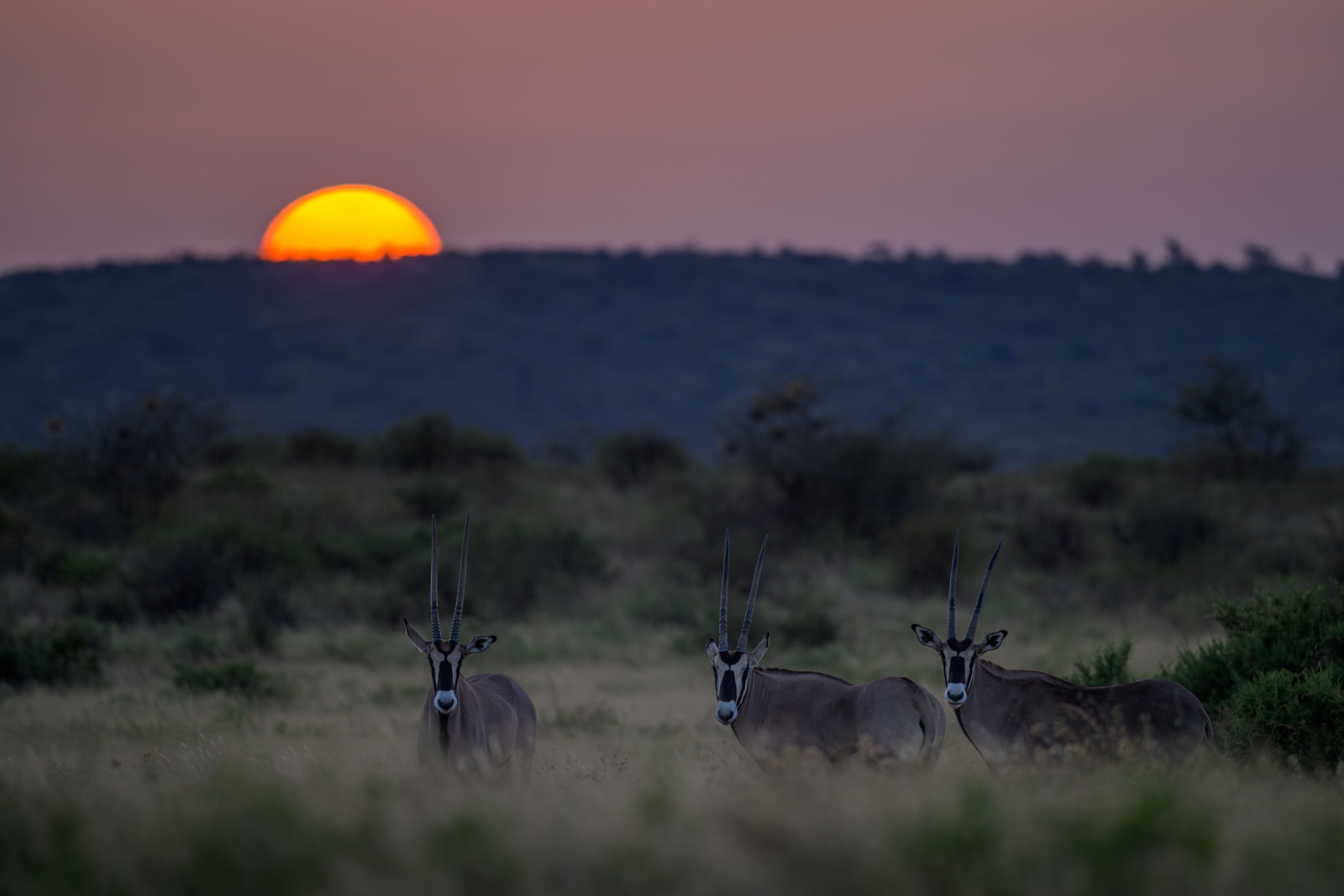Beisa Oryx, Kenya