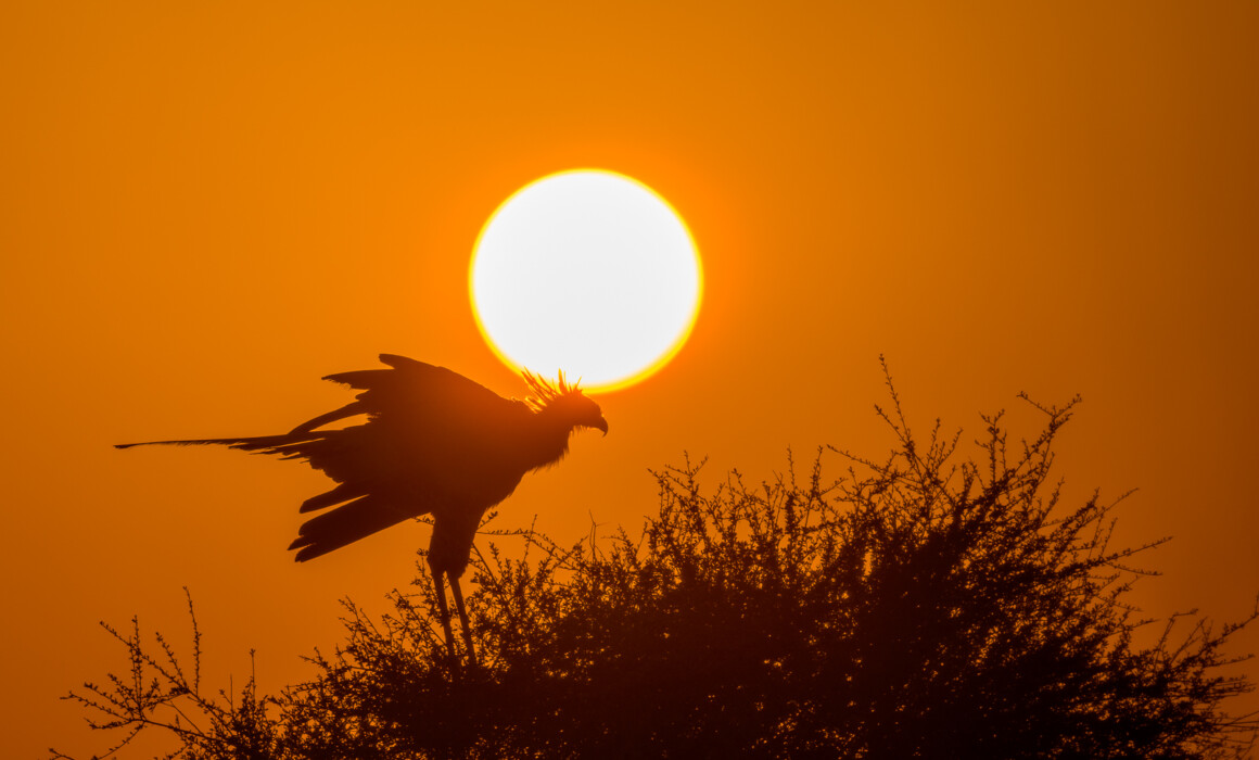 Secretary Bird and Rising Sun, Kenya