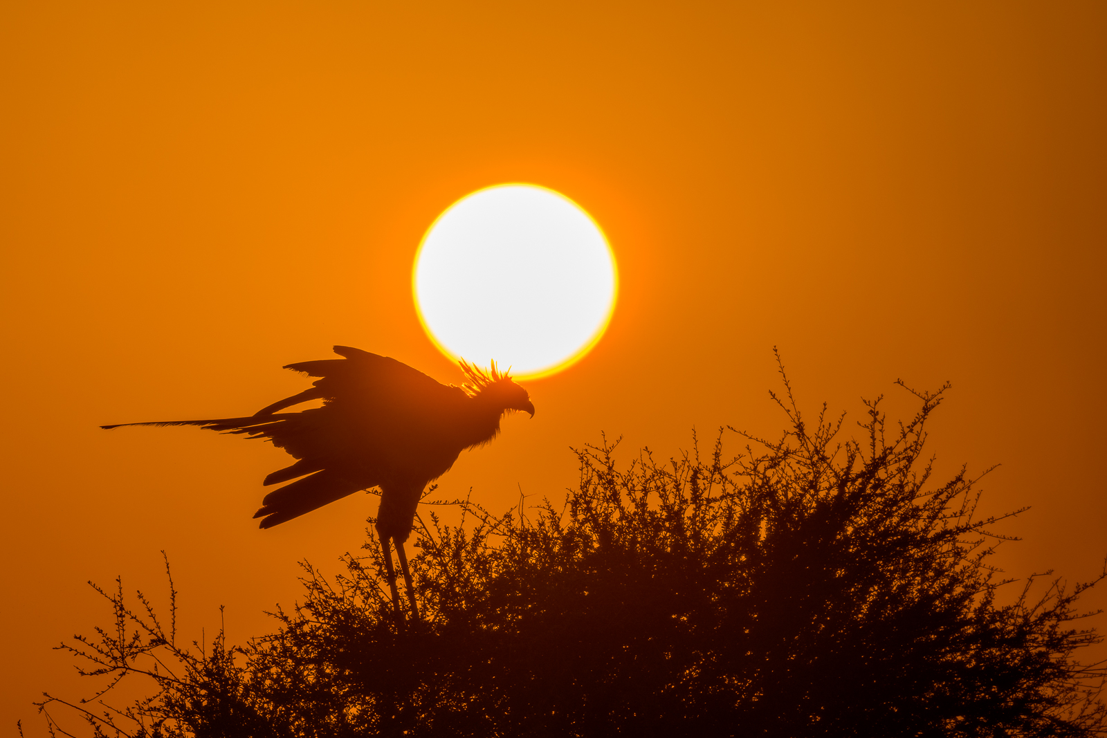 Secretary Bird and Rising Sun, Kenya