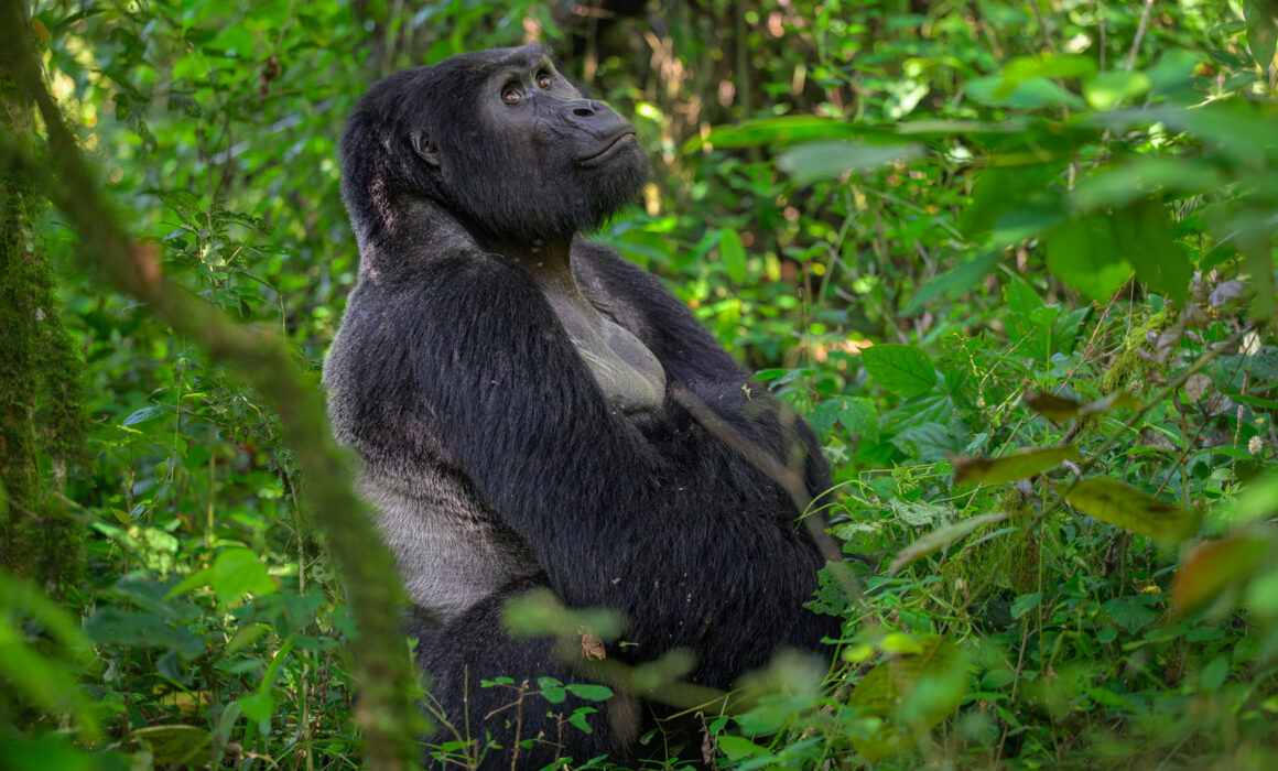Silverback Mountain Gorilla, Bwindi, Uganda