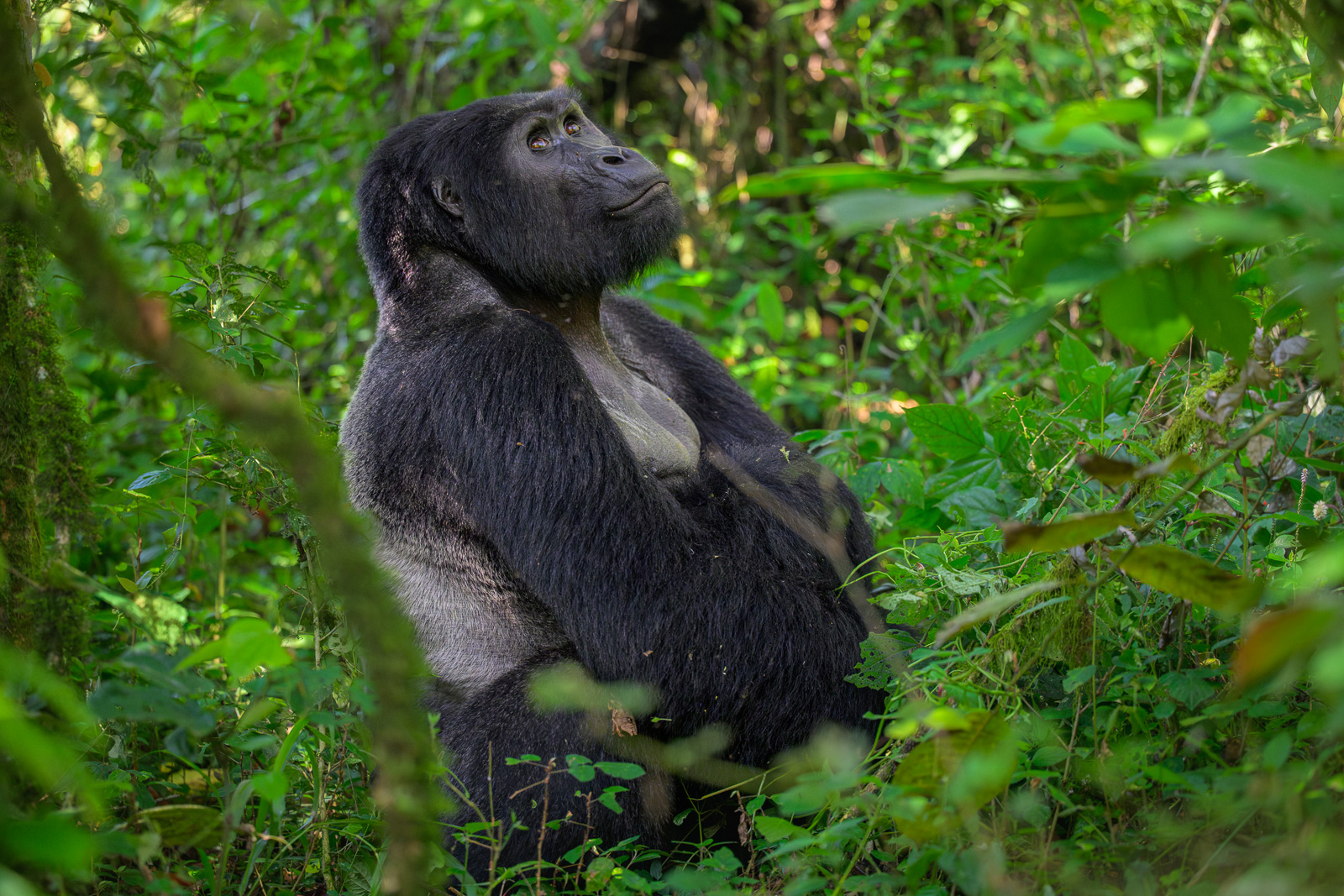 Silverback Mountain Gorilla, Bwindi, Uganda