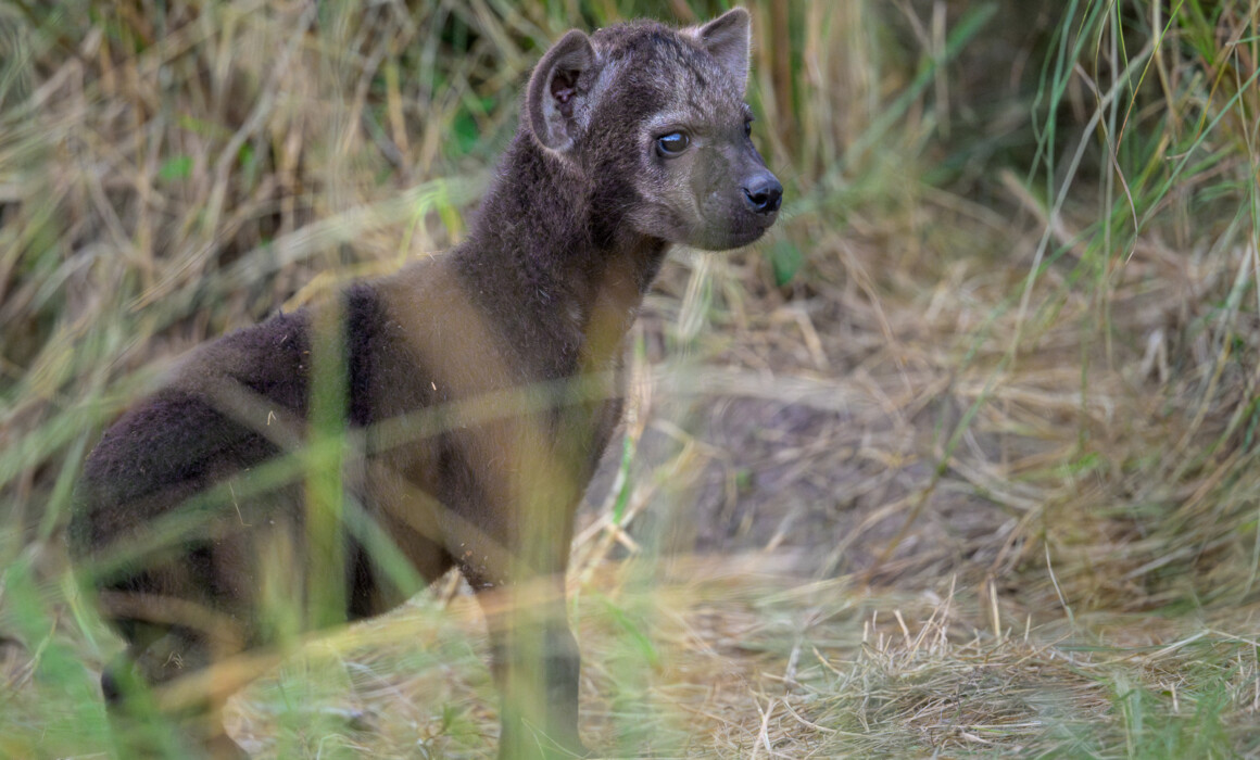 Hyena Cub, Kenya