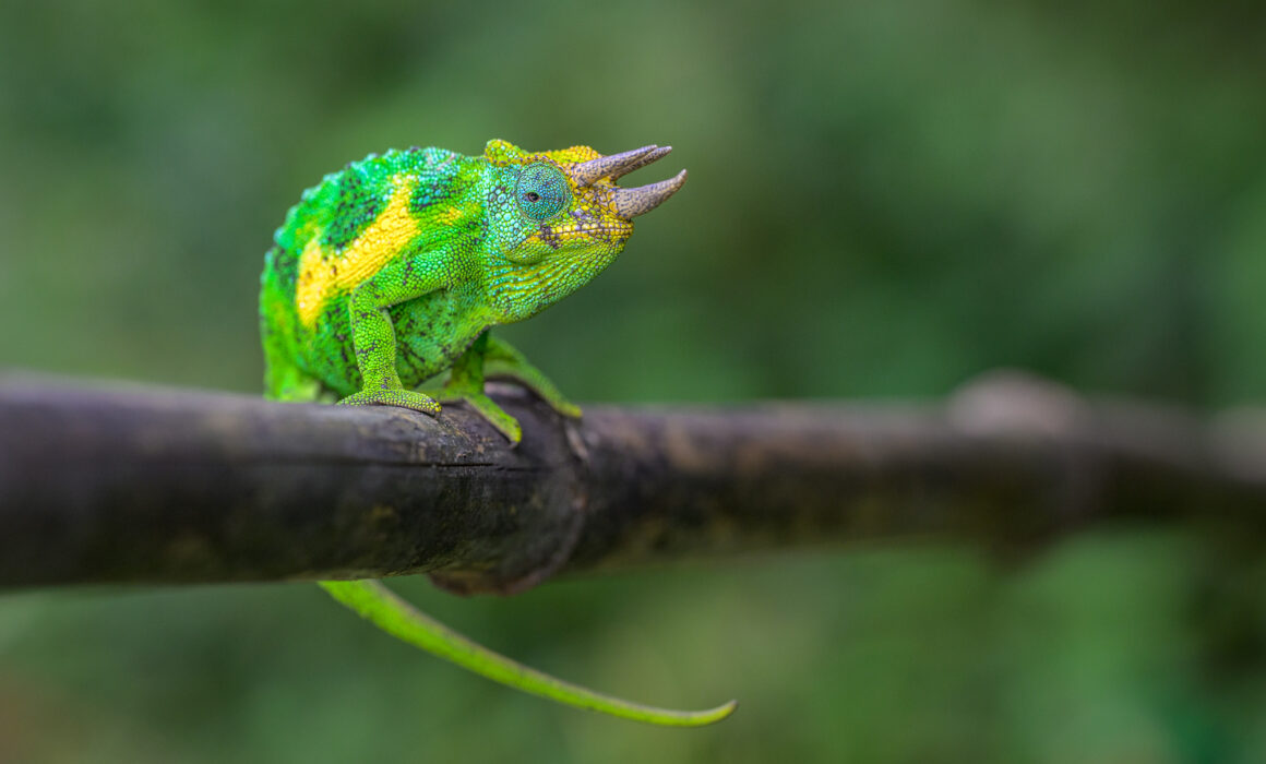 Three-Horned Chameleon, Uganda