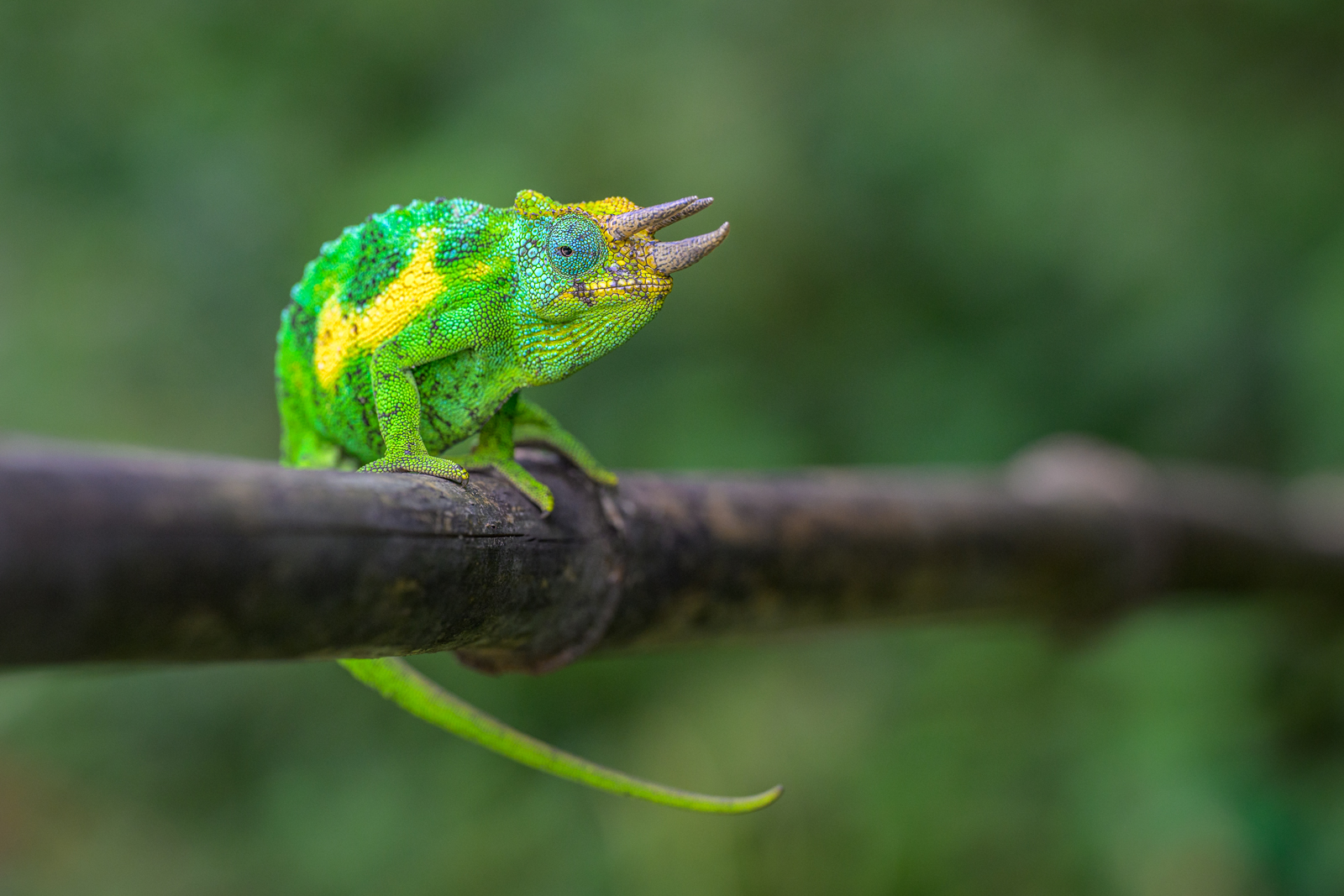 Three-Horned Chameleon, Uganda