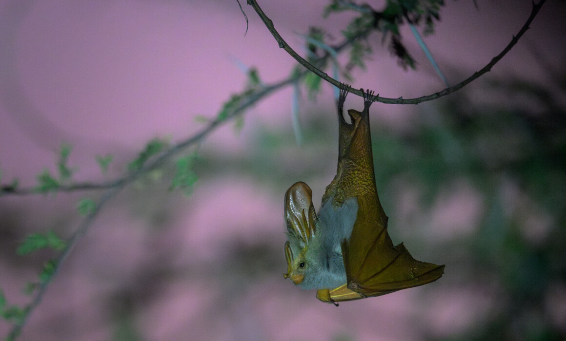 Yellow-Winged Bat, Kenya