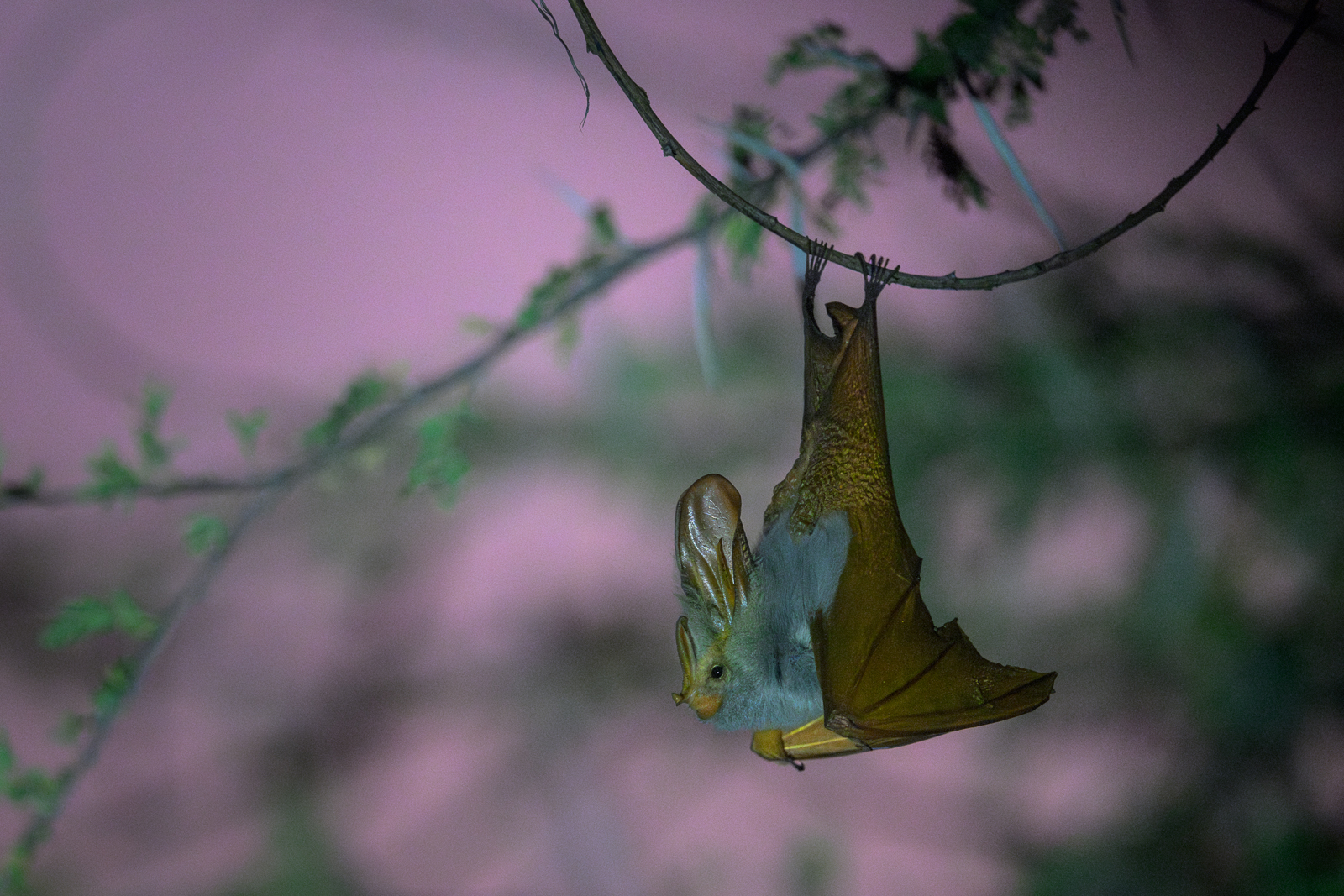 Yellow-Winged Bat, Kenya