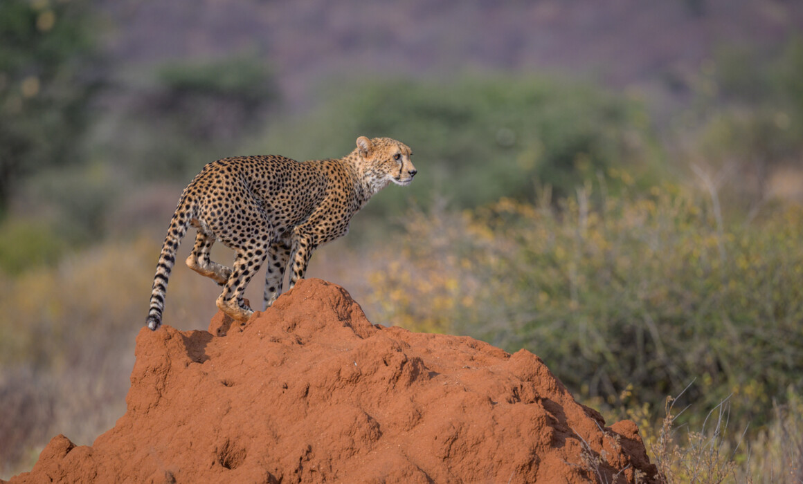 Cheetah, Kenya
