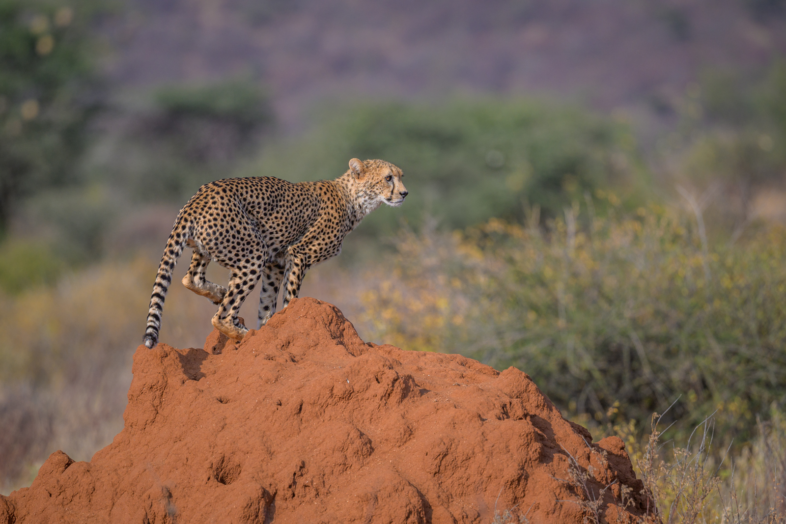 Cheetah, Kenya