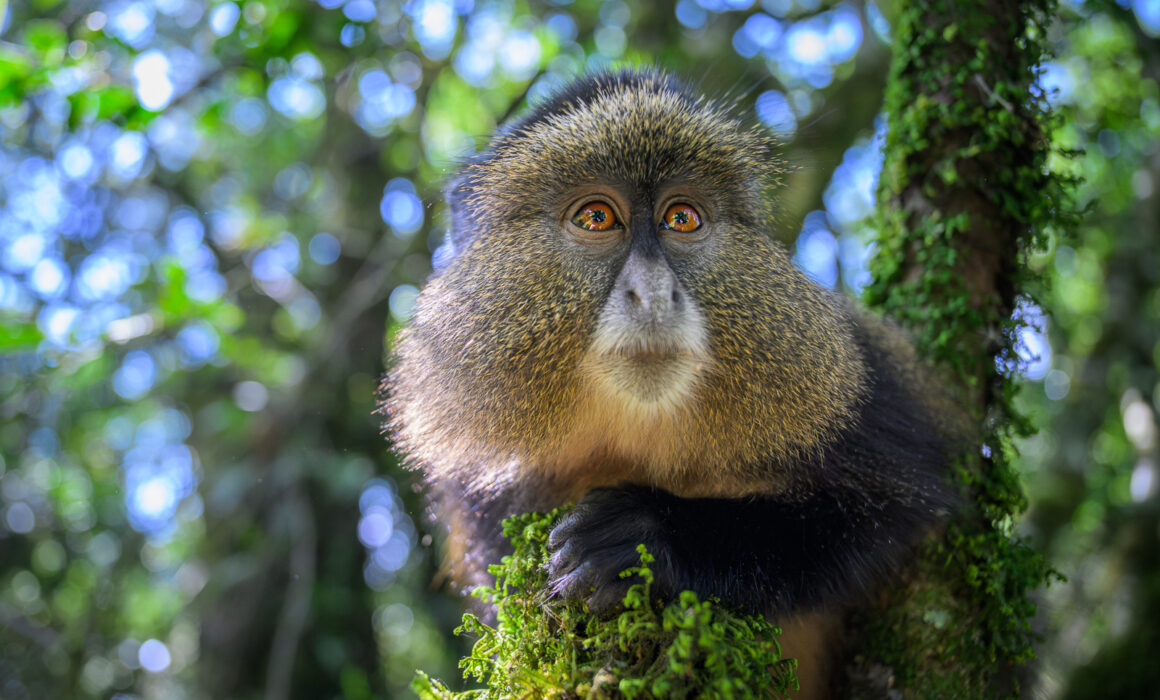Golden Monkey, Uganda