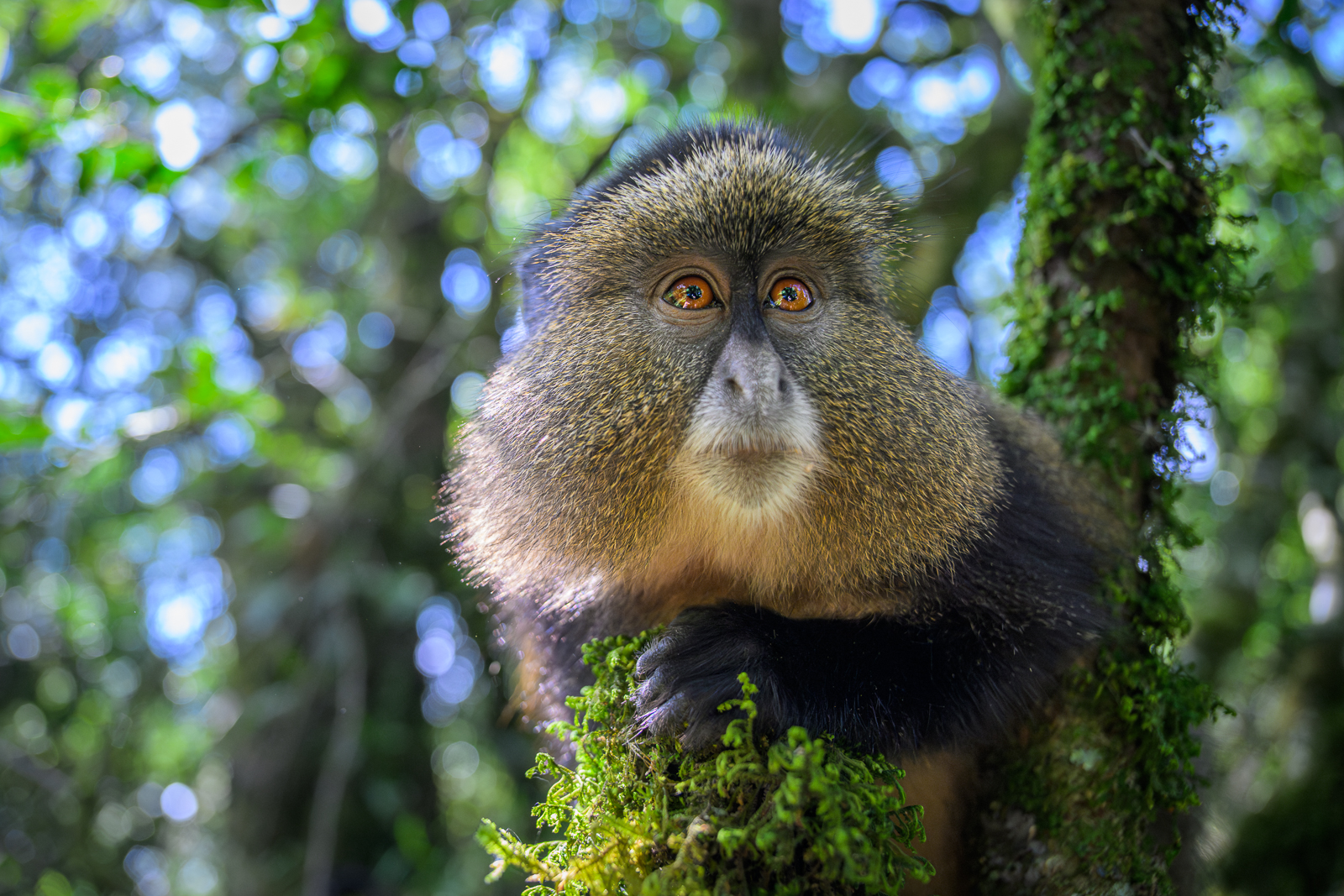 Golden Monkey, Uganda