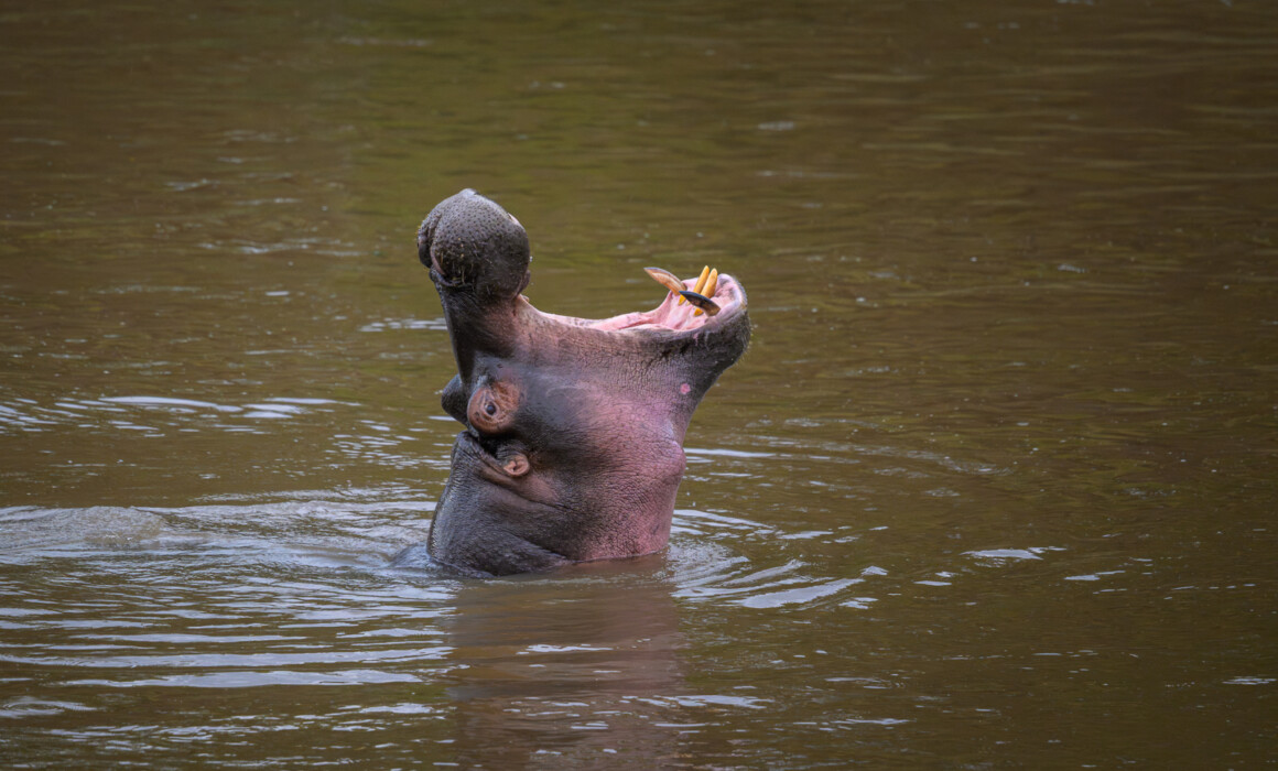 Hippo Dominance Display, Kenya