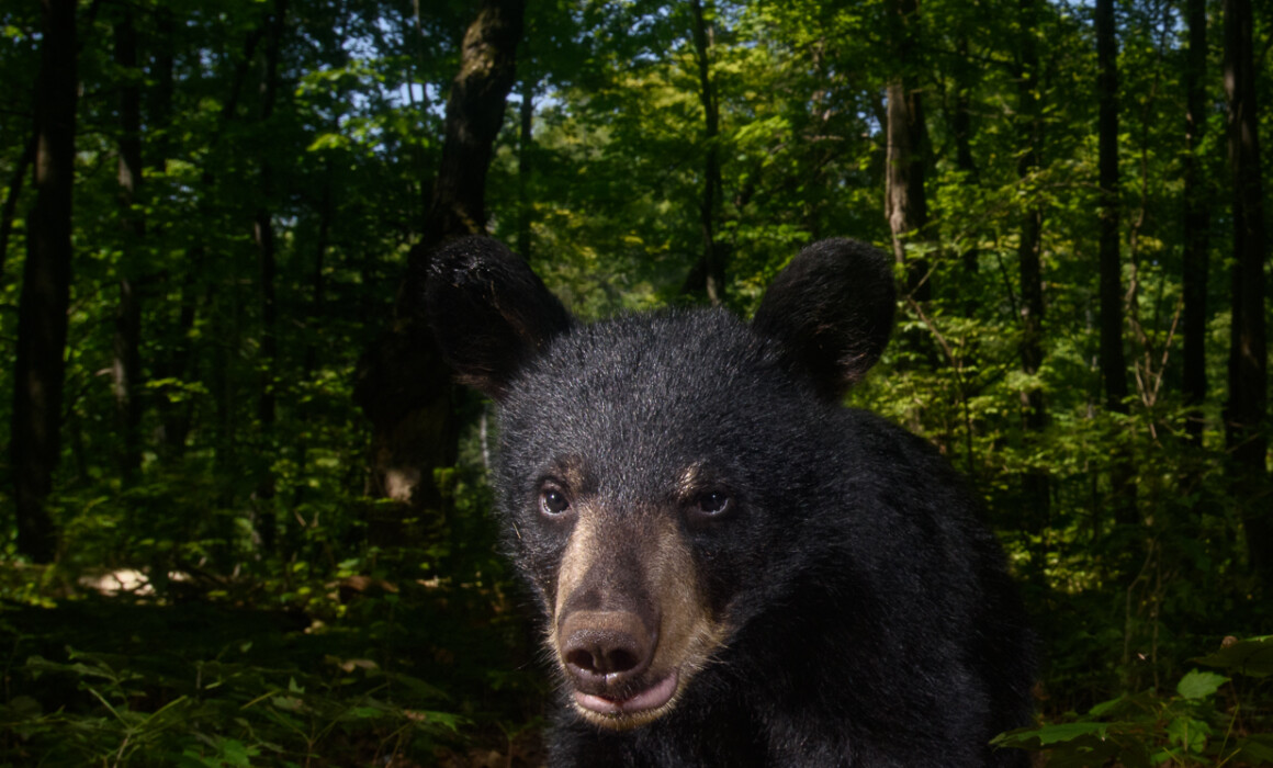 Black Bear Cub, Connecticut