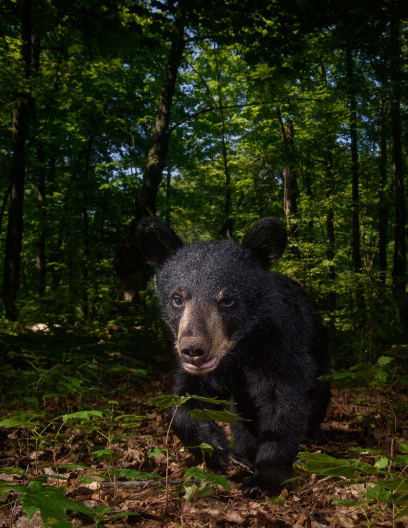 Black Bear Cub, Connecticut