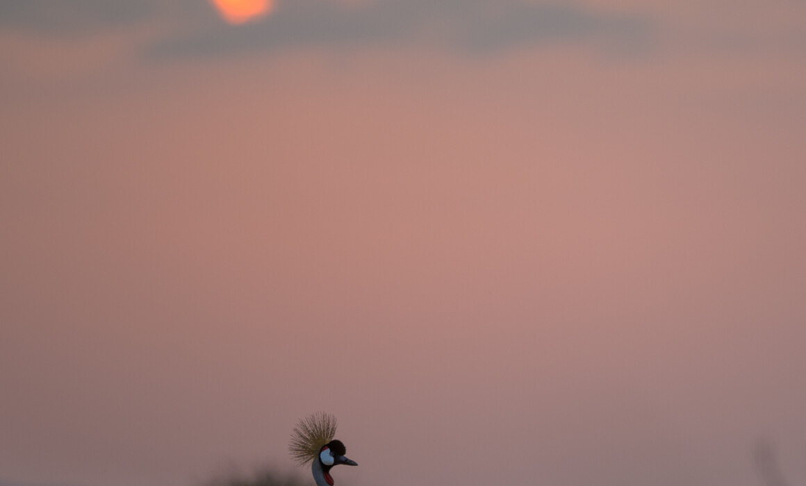 Grey Crowned Crane, Kenya