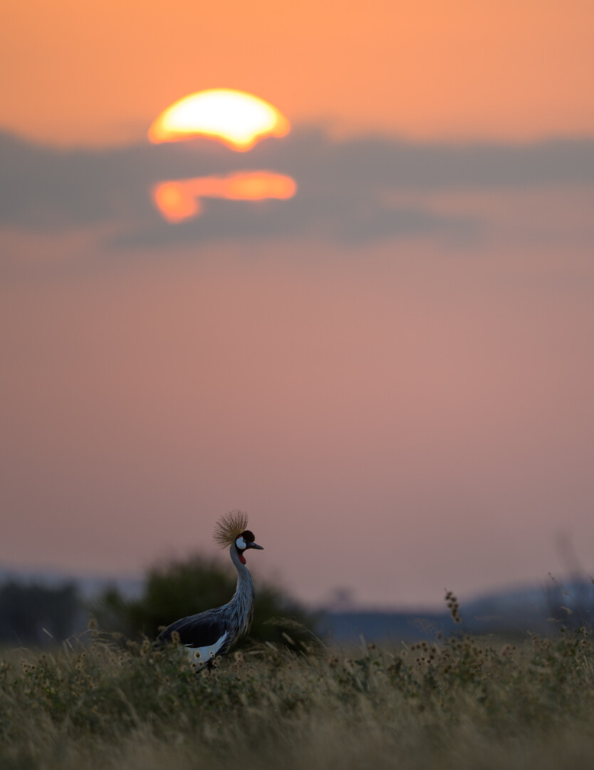 Grey Crowned Crane, Kenya
