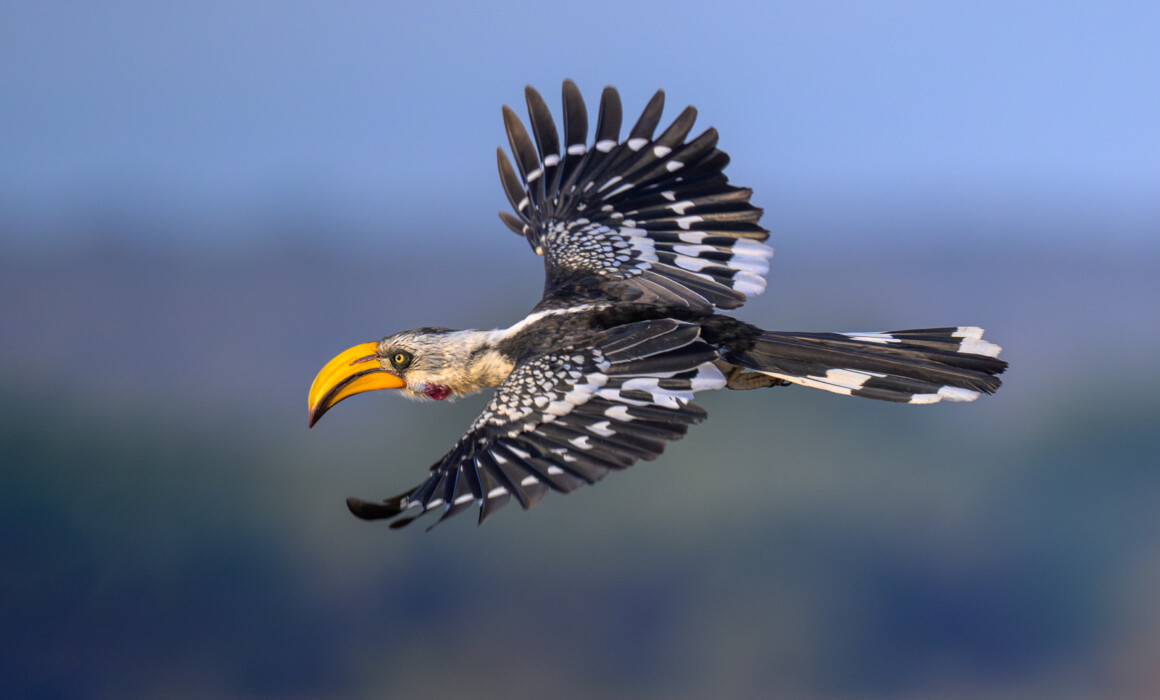 Eastern Yellow Billed Hornbill, Kenya