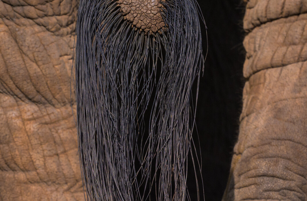 Elephant's Tail, Kenya