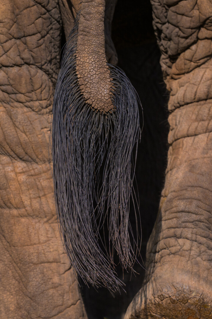 Elephant's Tail, Kenya
