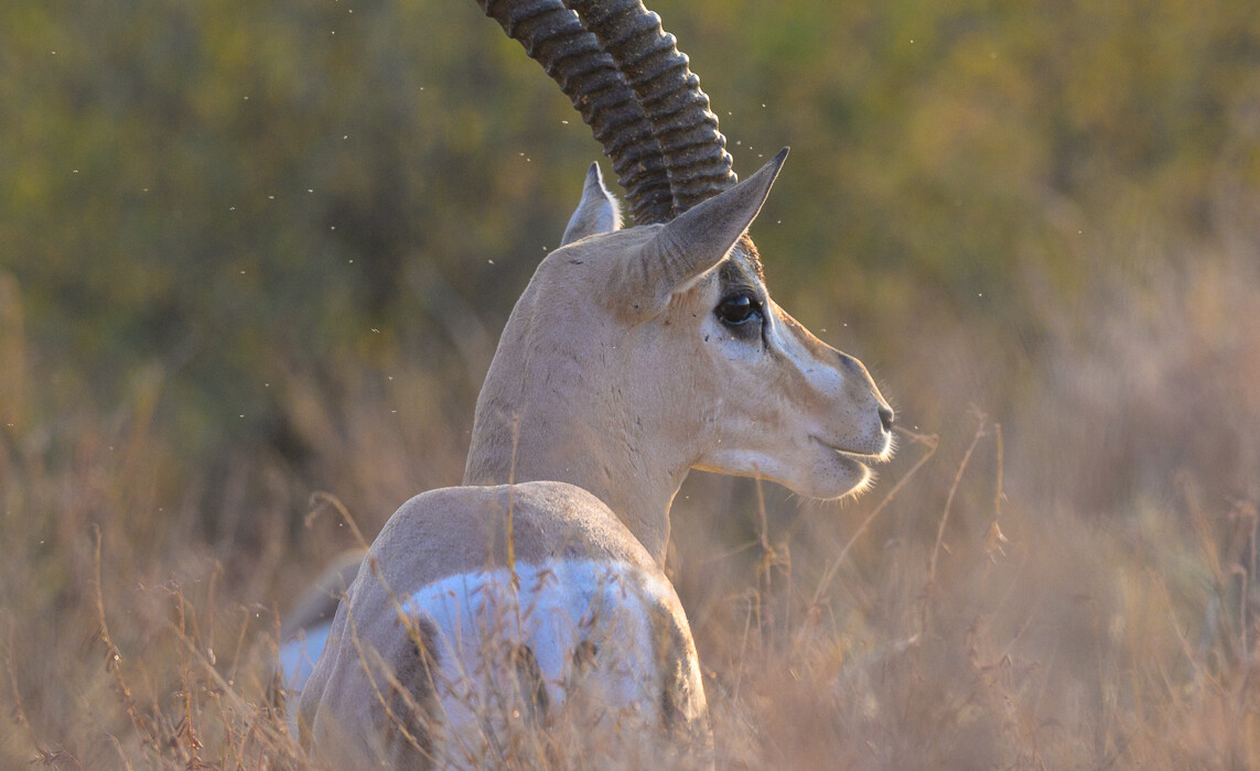Grant's Gazelle, Kenya