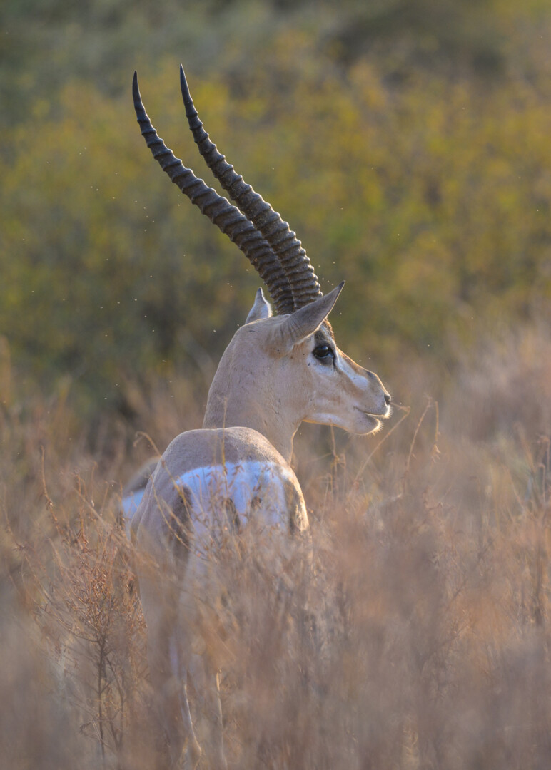 Grant's Gazelle, Kenya