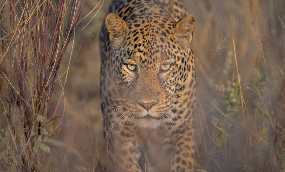 Leopard, Kenya