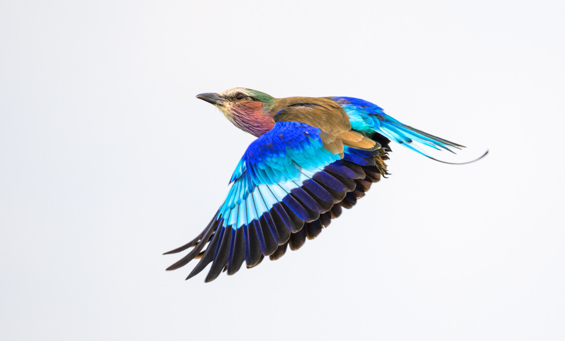 Lilac-Breasted Roller, Kenya