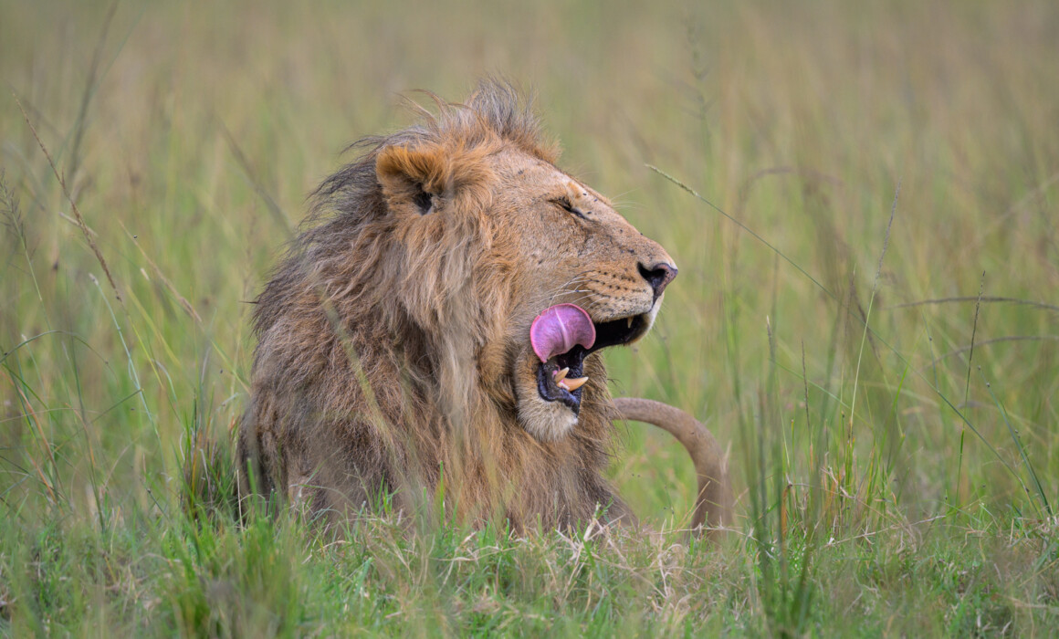 Lion Yawn, Kenya