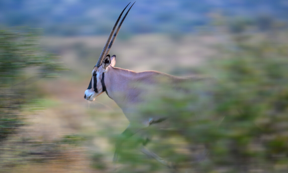 Beisa Oryx, Kenya