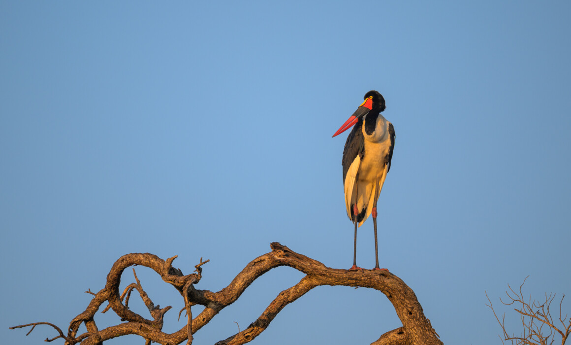 Saddle-Billed Stork, Kenya
