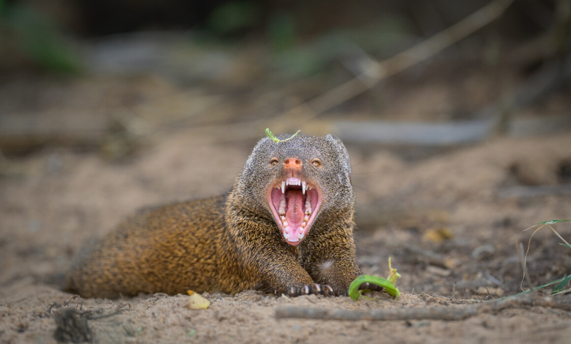 Dwarf Mongoose Threat Display, Kenya