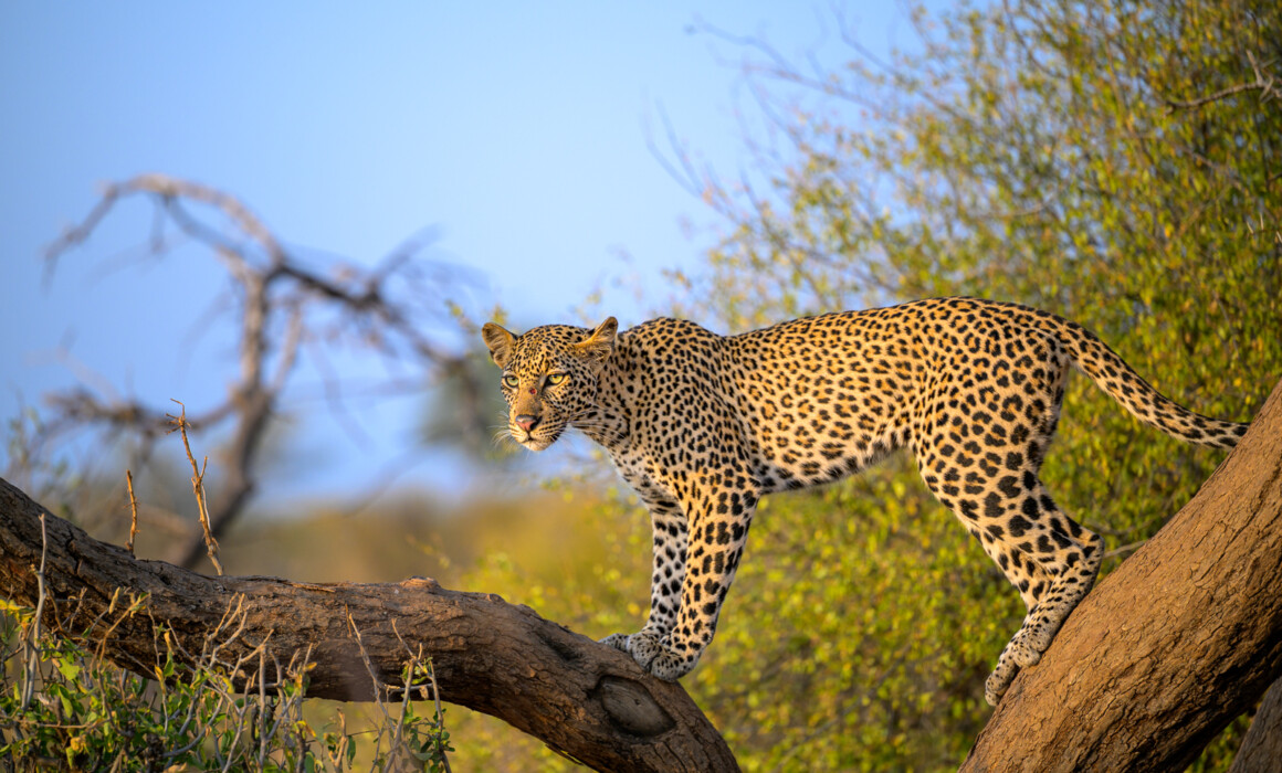 Female Leopard, Kenya