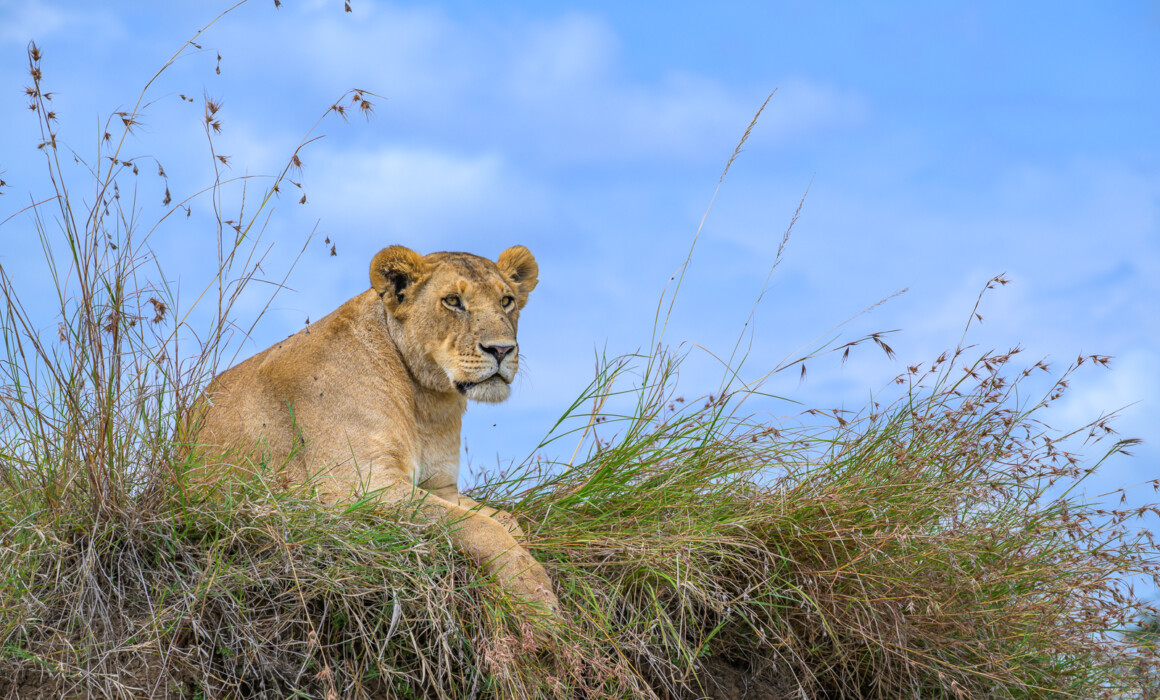 Lioness, Kenya