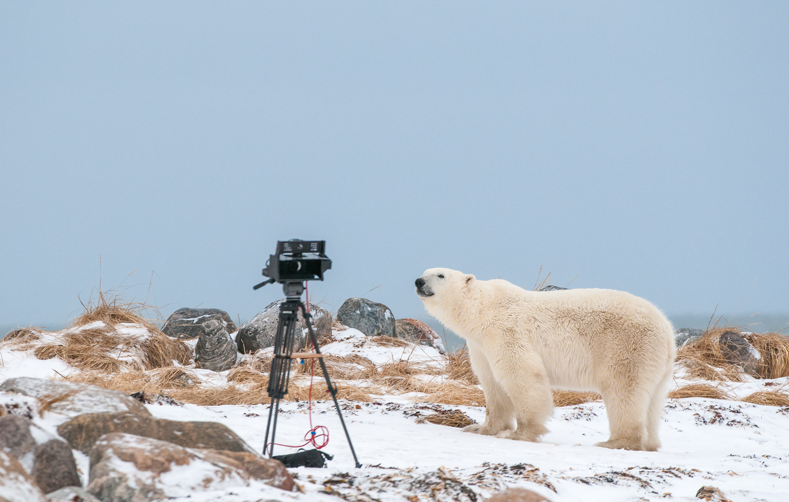 polar_bear_camera