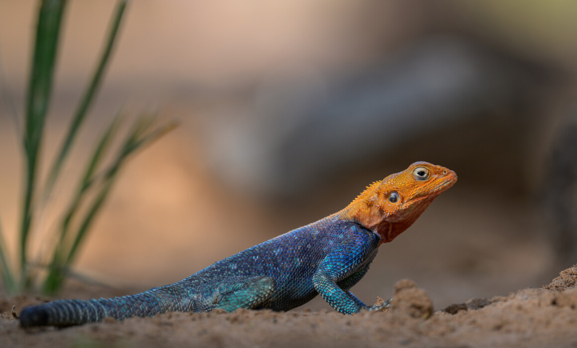 Red-Headed Rock Agama, Kenya