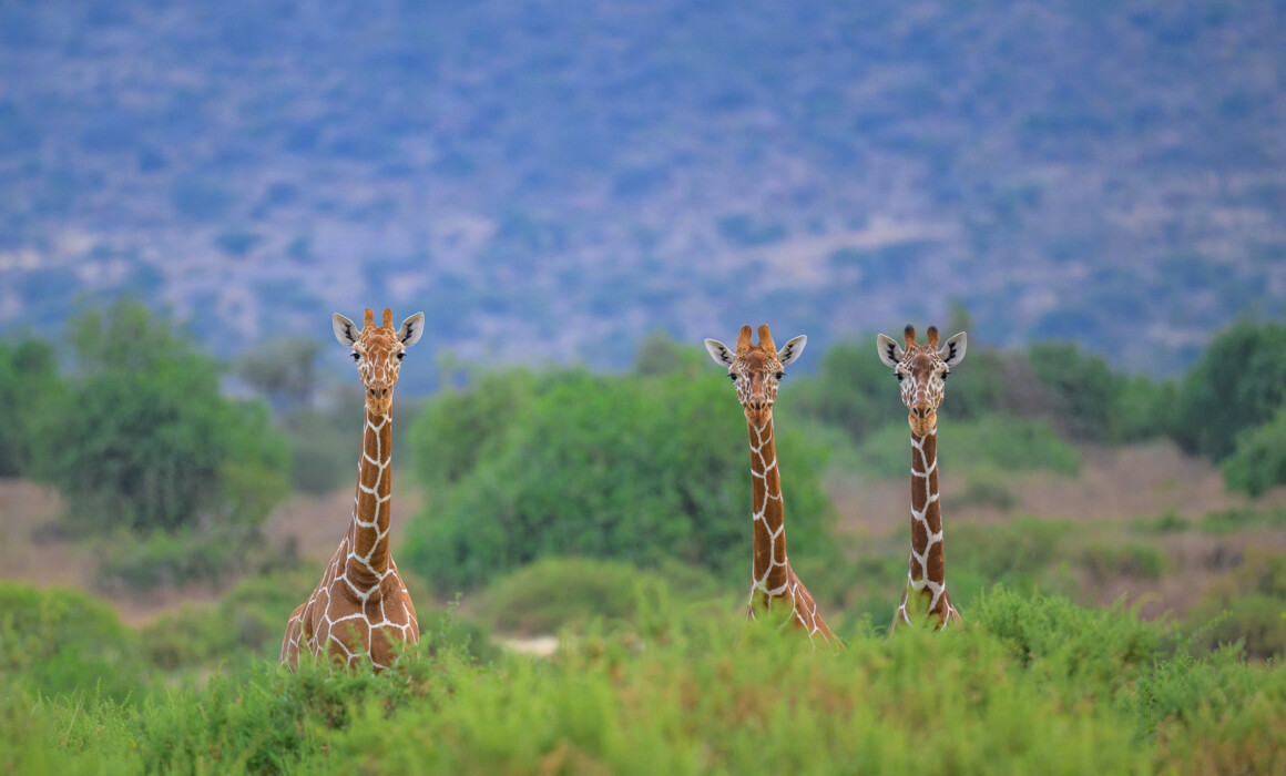 Reticulated Giraffes, Kenya