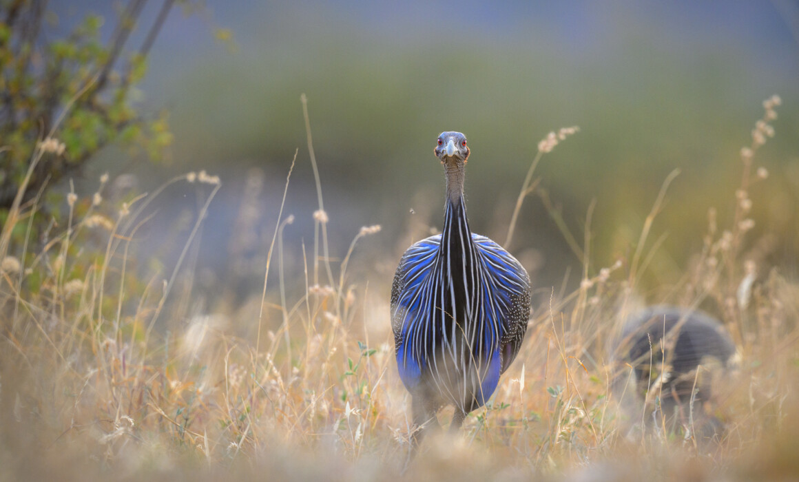 Vulturine Guineafowl, Kenya