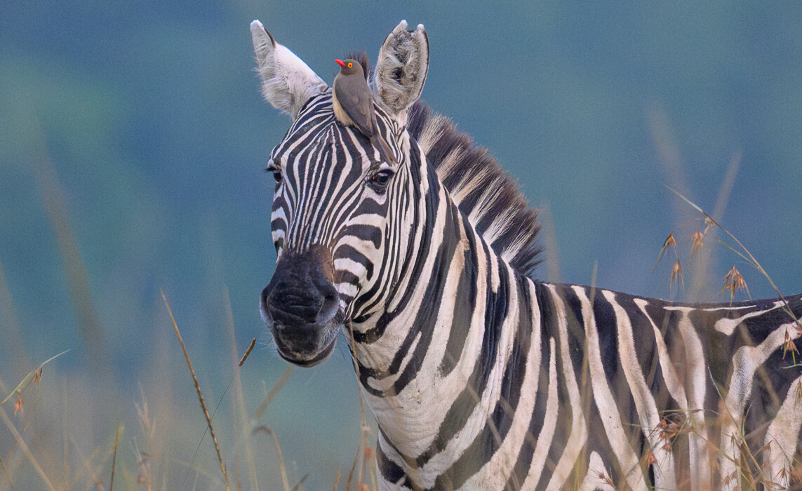 Zebra and Oxpecker, Kenya