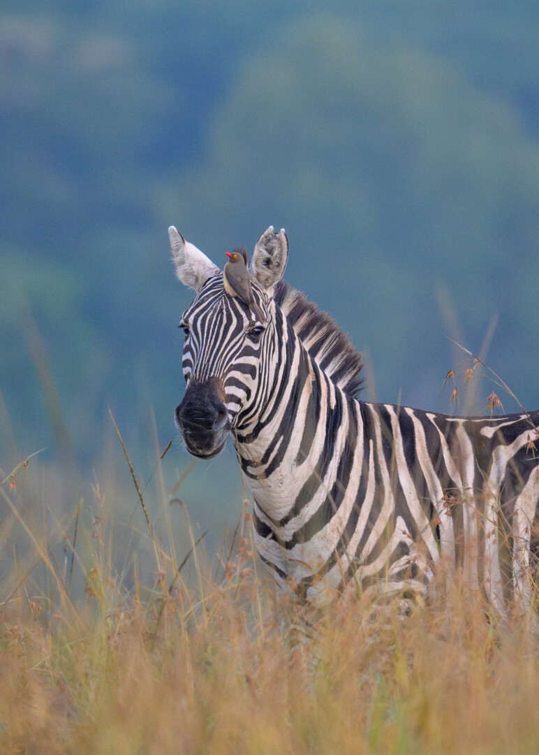 Zebra and Oxpecker, Kenya
