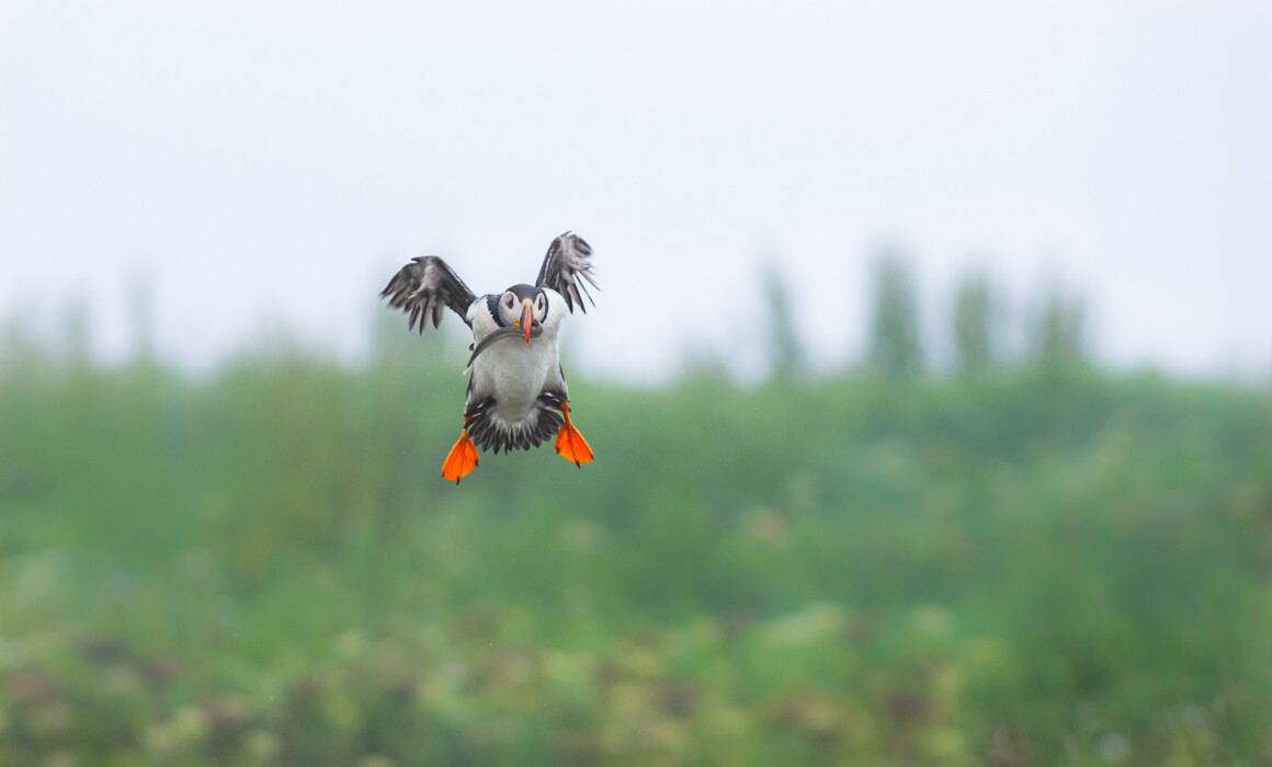 Atlantic Puffin, Maine