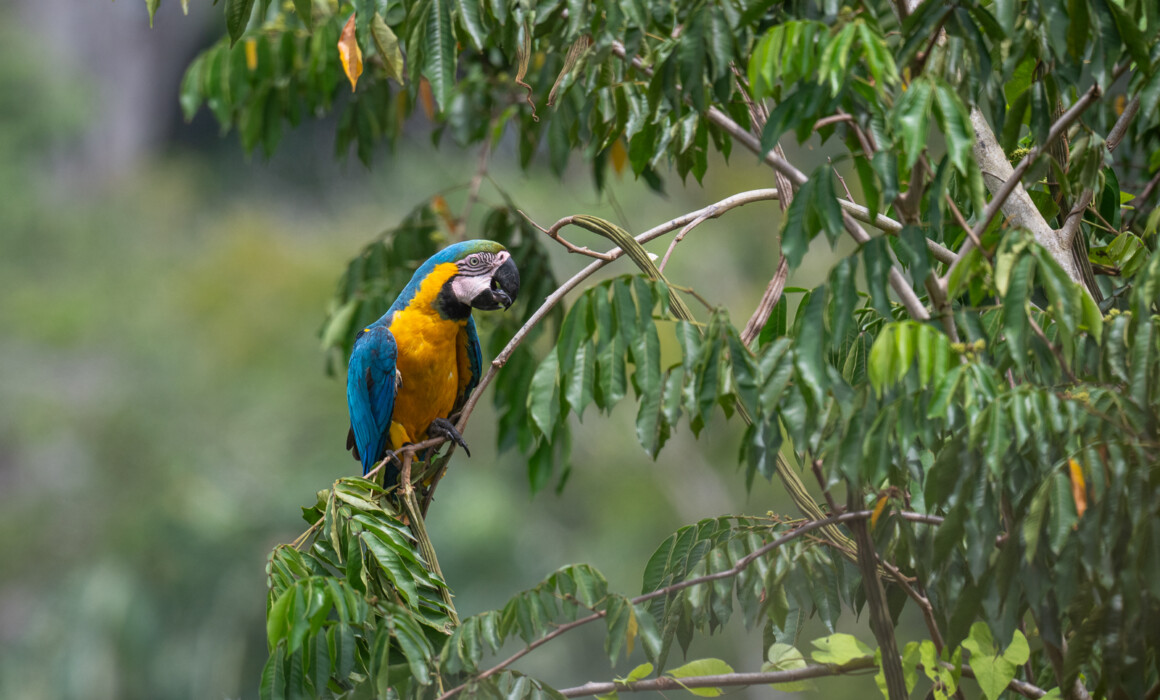 Blue and Yellow Macaw, Guyana