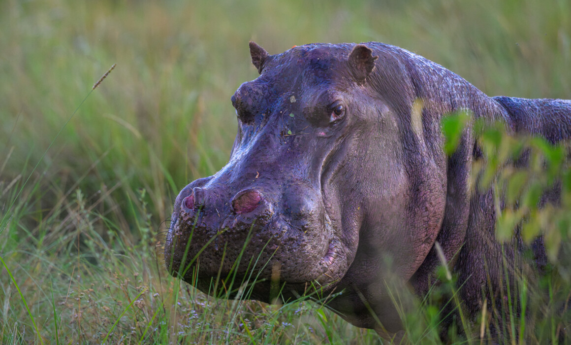Hippo, Kenya
