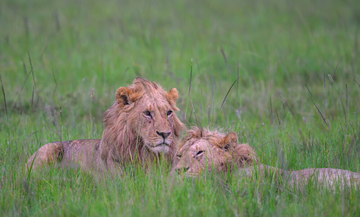 Young Male Lions, Kenya