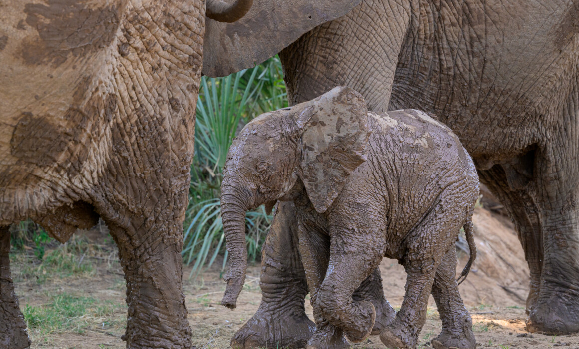 Muddy Elephant, Kenya