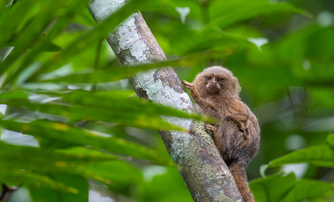 Pygmy Marmoset, Peru