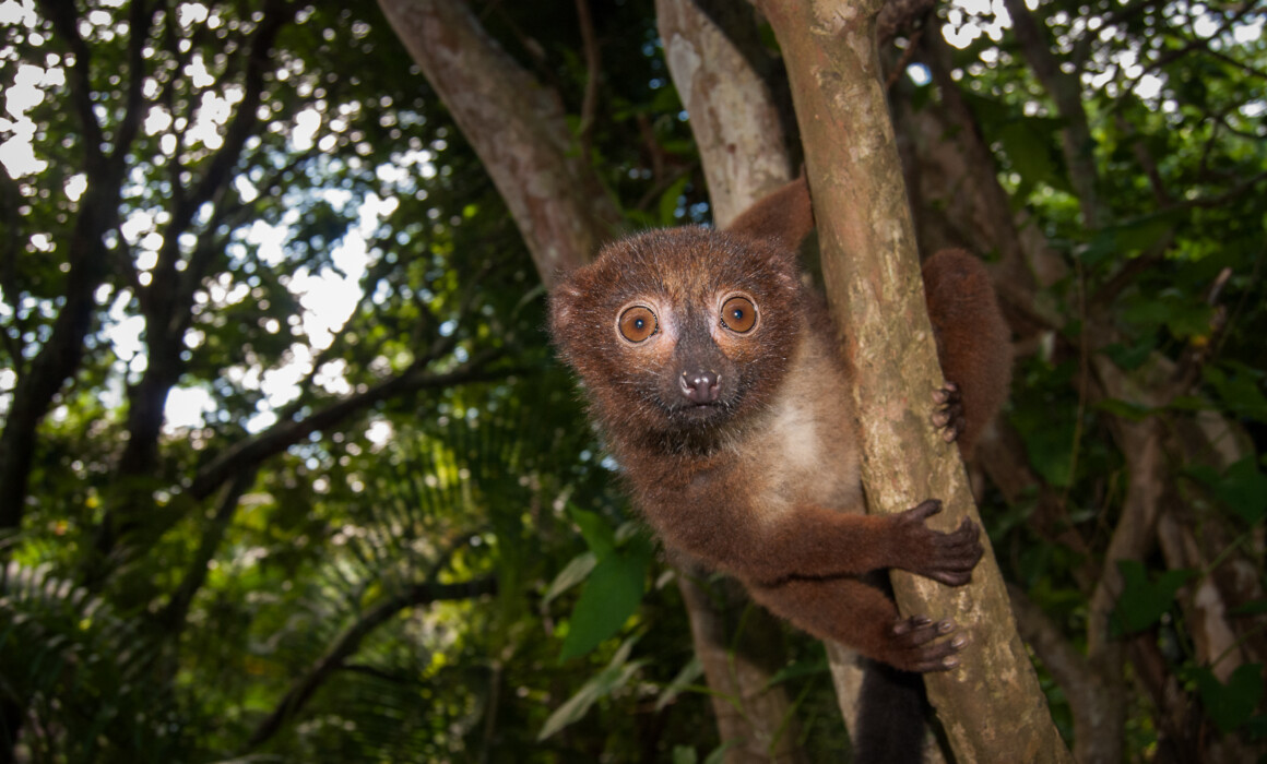 Red-Bellied Lemur, Madagascar