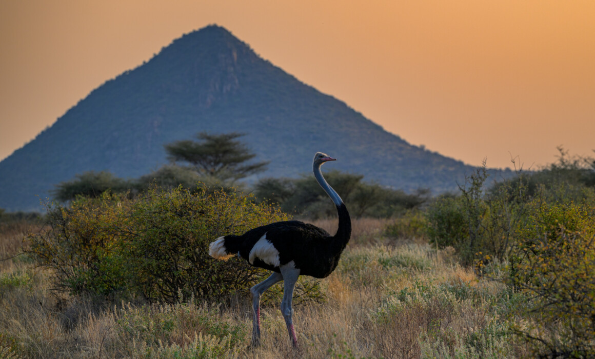 Somali Ostrich, Kenya