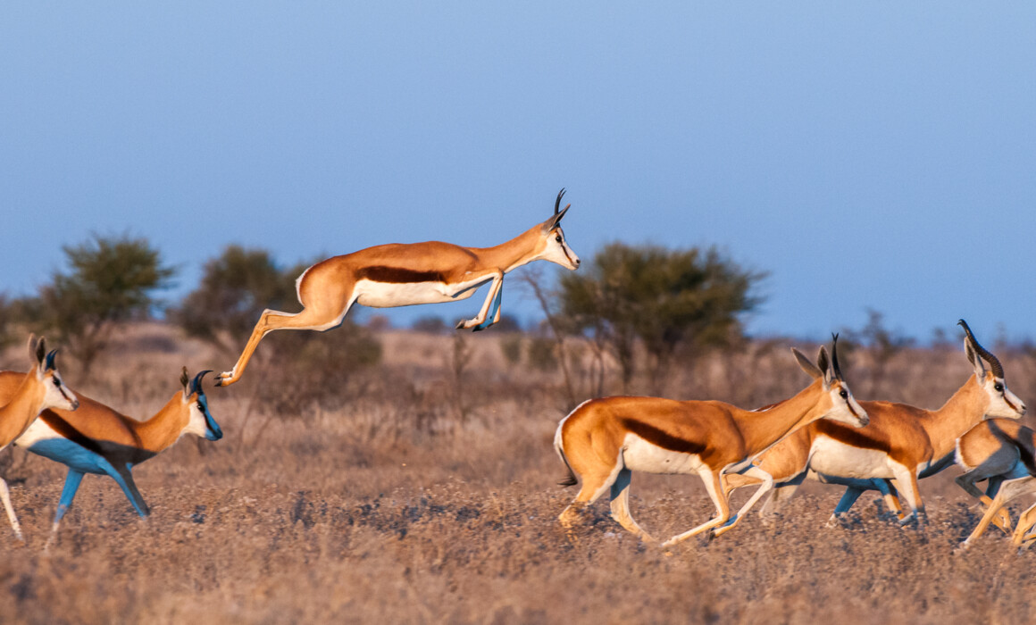Springbok, Botswana