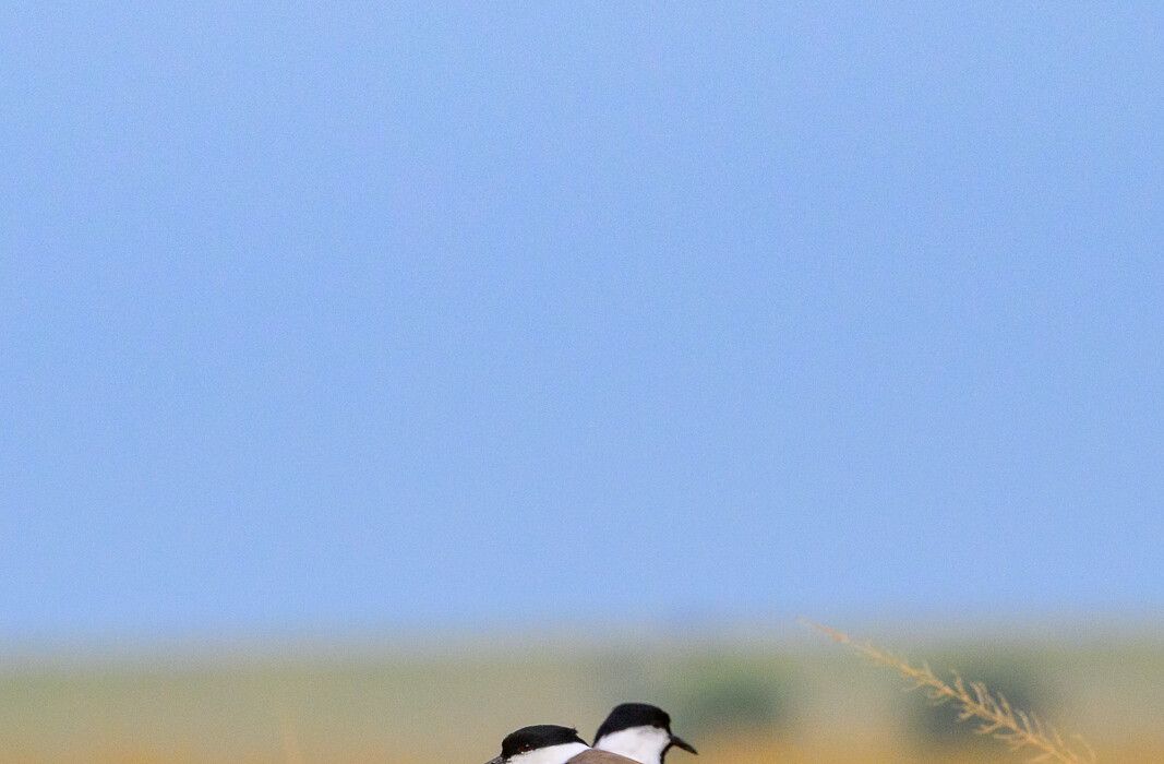 Spur-Winged Lapwings, Kenya
